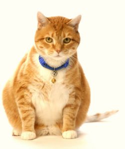 cat food for diabetic cats