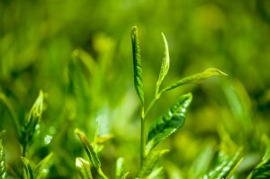 Herbal teas to lower blood sugar